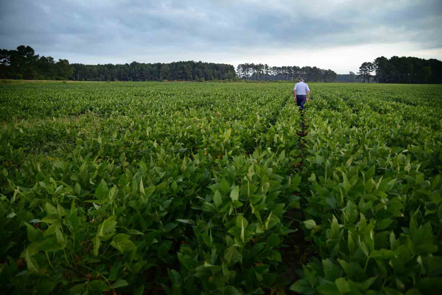 Plant’s Resilience To Climate Change